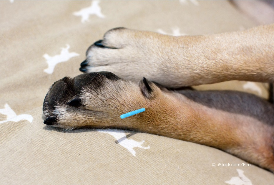 Hundepfote mit Akupunkturnadel